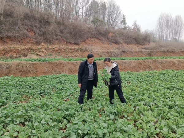 荆门京山市科技特派员田间地头开“良方”_fororder_图片19