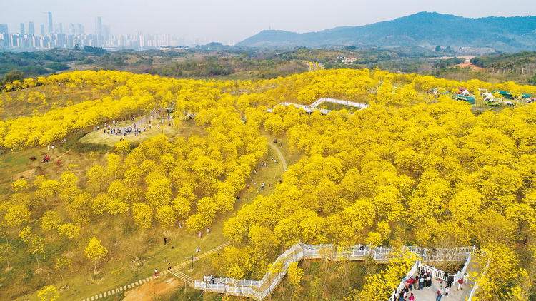 南宁市积极探索“公园+”模式构建生态美丽宜居绿城