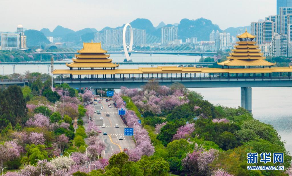 广西柳州：粉色“花路”景如画