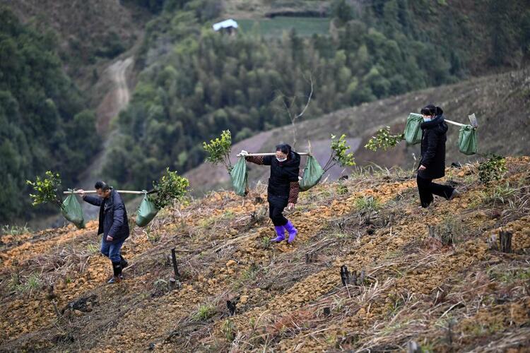 广西“十四五”将完成油茶新造林超300万亩