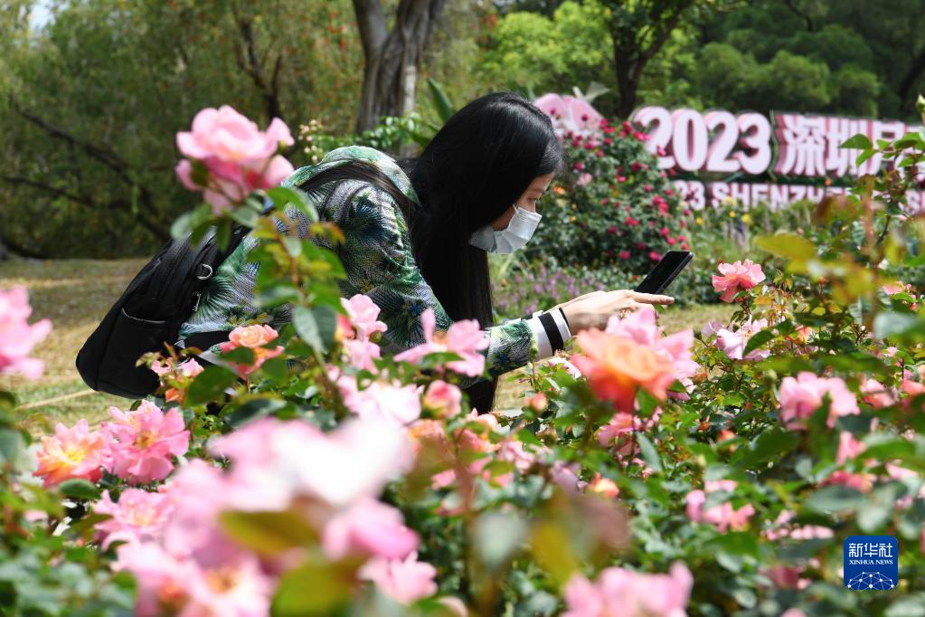 2023深圳月季花展开幕