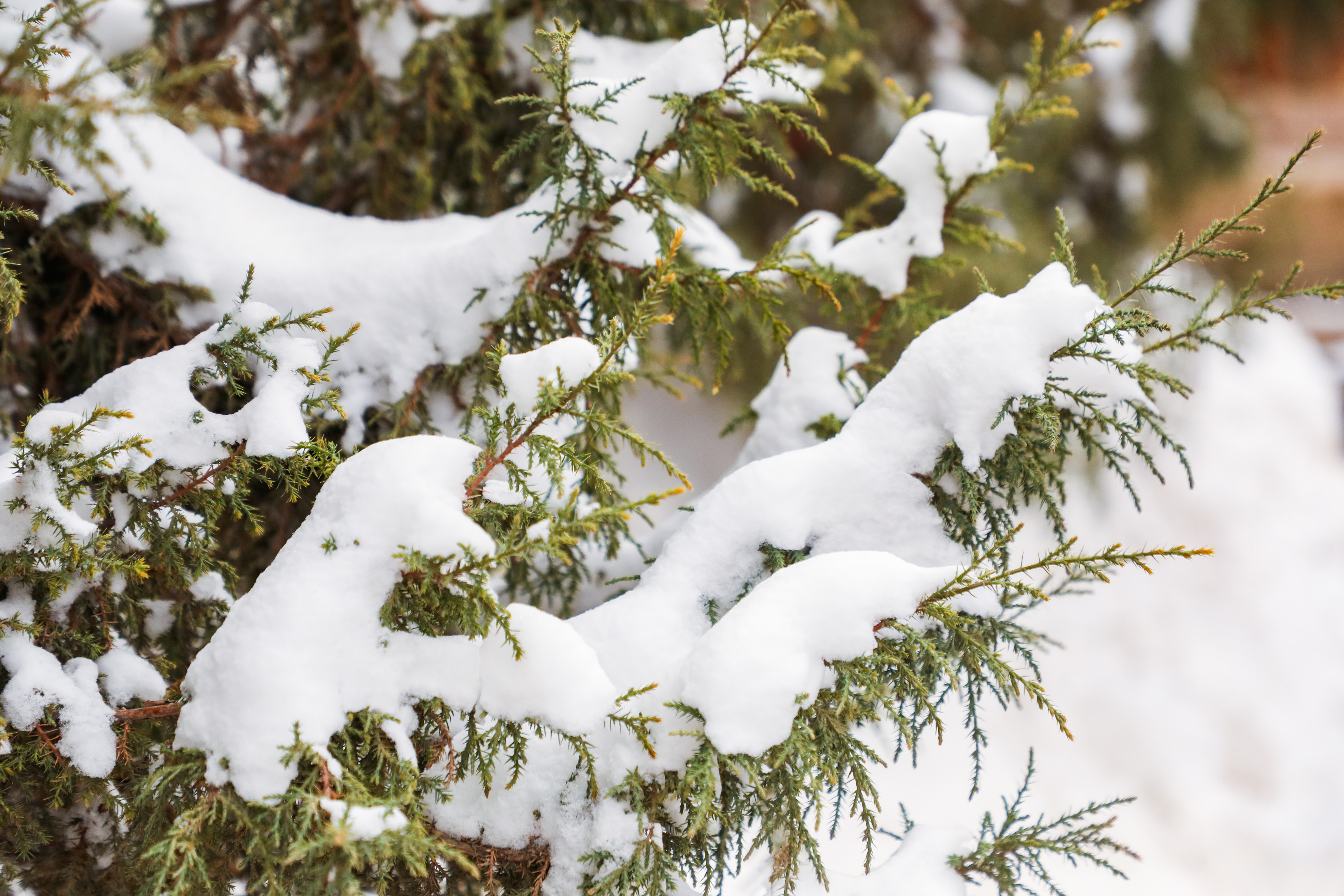 【原创】【轮播】张掖民乐县：春雪之后 民乐大地银装素裹_fororder_一场春雪，松树枝头被积雪覆盖。王晓泾摄