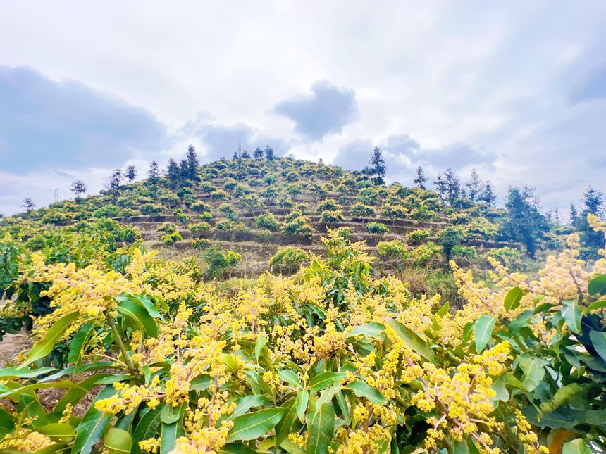 广西西林：芒果花开春满城