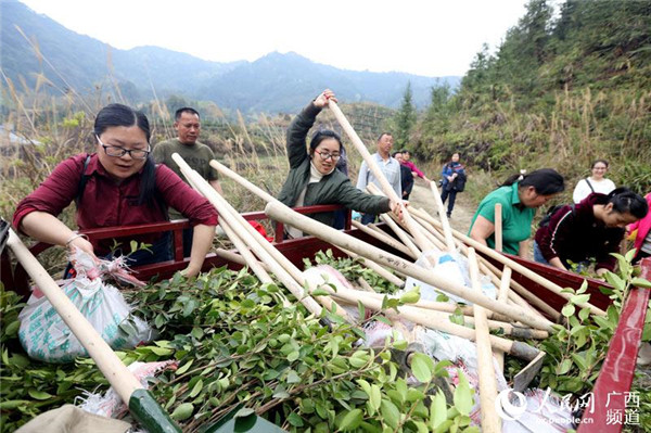 图片默认标题_fororder_油茶1_副本