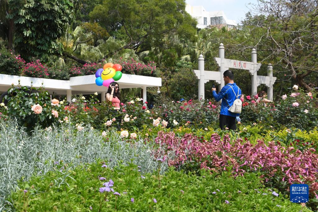 2023深圳月季花展开幕