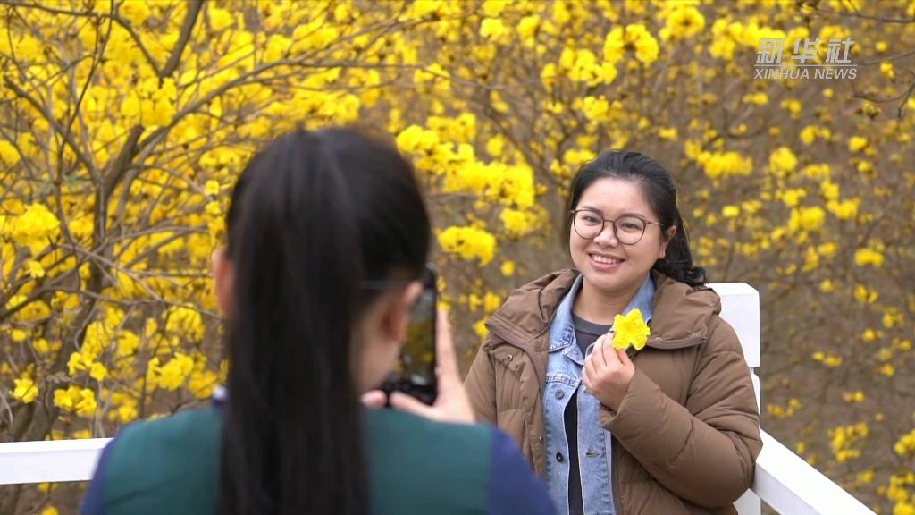 广西：向春而行 “赏花经济”持续升温