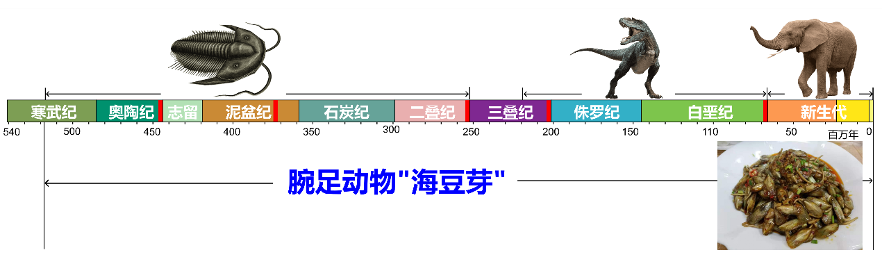 西大古生物团队解密“海豆芽”繁衍至今的奥秘