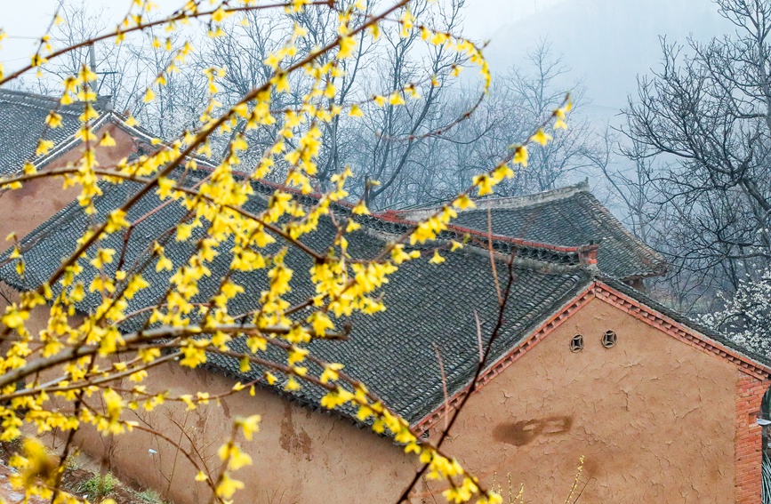 豫西山城：百万亩连翘花海迎客来