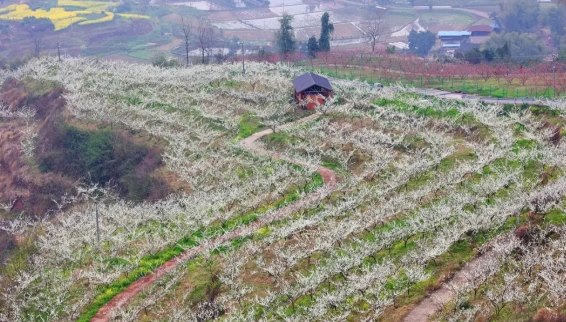 【原创】重庆合川区肖家镇首届赏花节开幕_fororder_微信图片_20230310135008