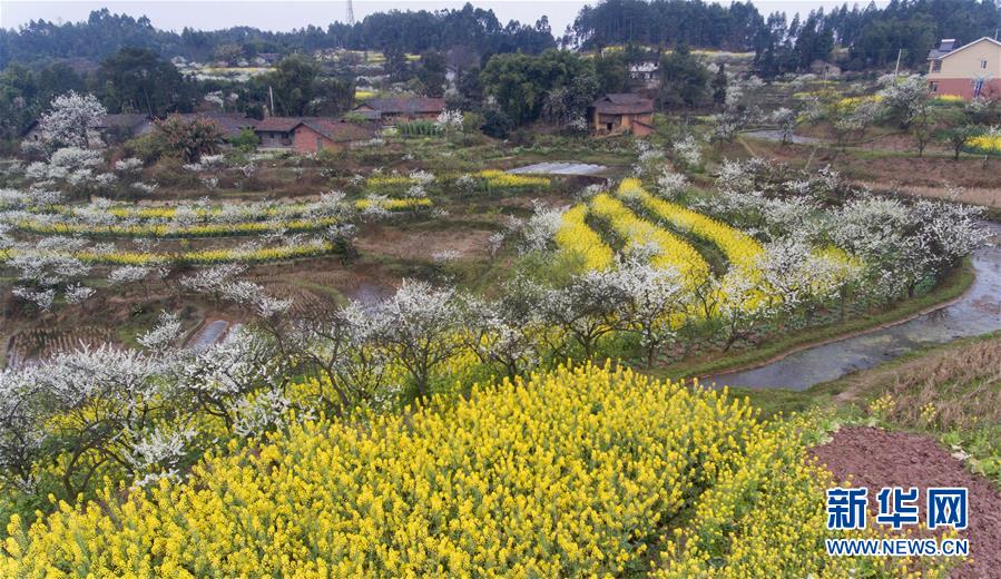 四川：以“花”为媒 实现乡村振兴