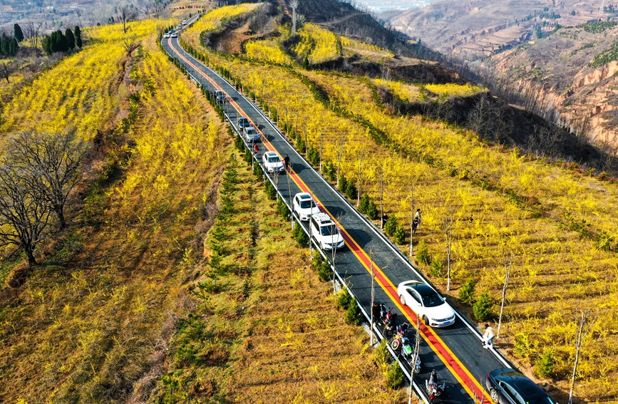 豫西山城：百万亩连翘花海迎客来