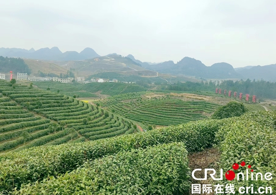 第八届“品平塘甲茶·观中国天眼——贵州春茶第一壶”开采品鉴系列活动开幕_fororder_微信图片_20230311132554