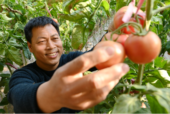 （原创）河北肥乡：设施蔬菜助农增收_fororder_河北肥乡：设施蔬菜助农增收1099