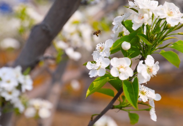 广西：百花齐放春意浓