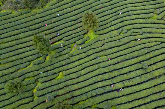 贵州凤冈：干净的黔茶答卷