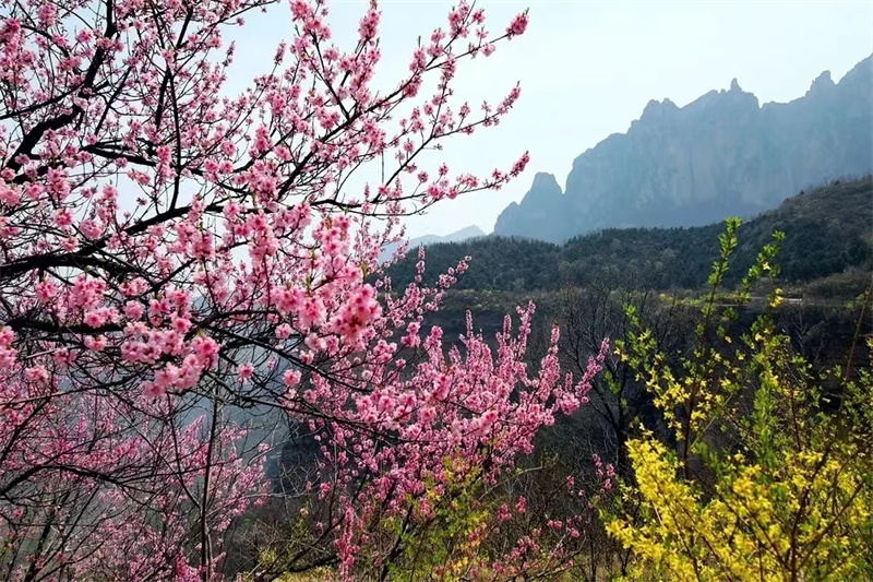 【原创】安阳林州：太行春日好风光_fororder_桃花盛开春意浓