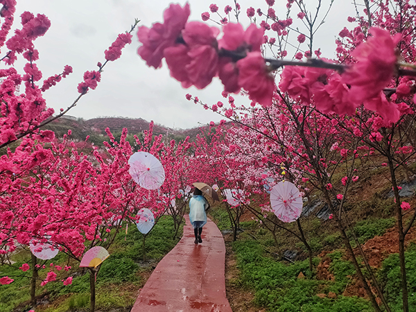 纳溪区龙湖水香图片