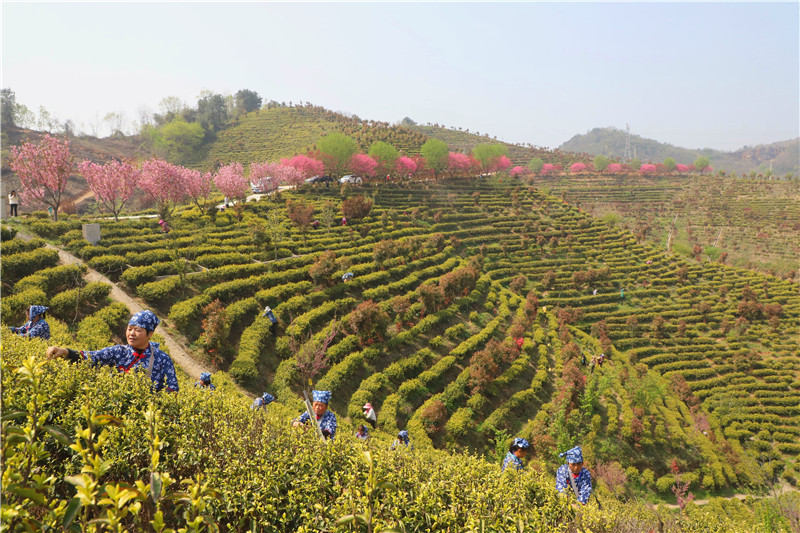 信阳市商城县：高山春茶采制忙_fororder_茶农在商城县双椿铺镇顾畈村的黄金茶园里采茶。.JPG