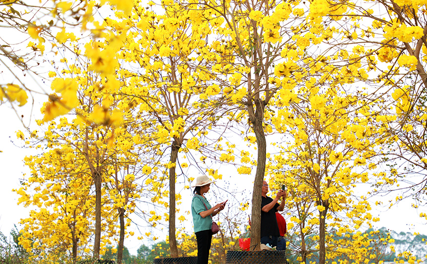 广西贵港：黄花风铃木绽放 金色乡村好时节