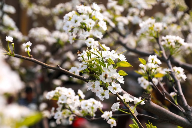 广西：百花齐放春意浓