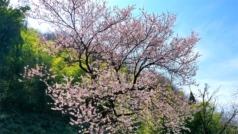 【原创】【春日“豫”新景】信阳市商城县：山花茶园相映美_fororder_盛开的樱花为茶园增添了一抹抹粉色浪漫。