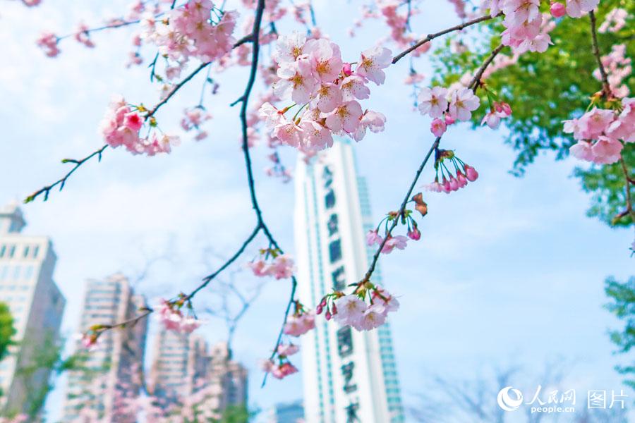 上海静安雕塑公园春花烂漫 市民踏春赏花乐不停