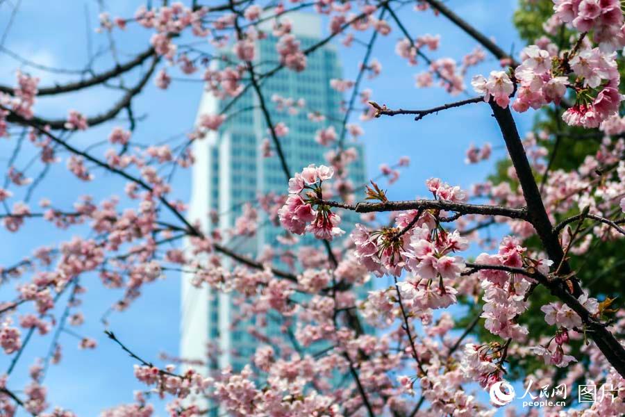 上海静安雕塑公园春花烂漫 市民踏春赏花乐不停