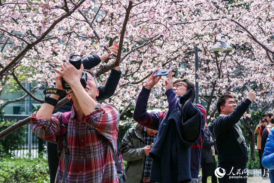 上海静安雕塑公园春花烂漫 市民踏春赏花乐不停