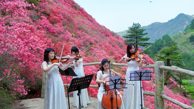 武汉黄陂：杜鹃花开满山红