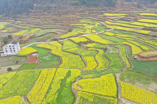 （供稿）贵州台江：依托传统文化资源 打造农旅融合发展新路_fororder_台江县施洞镇小河村油菜花与梯田相互映衬，一派生机勃勃（拍摄 陶国华）.JPG