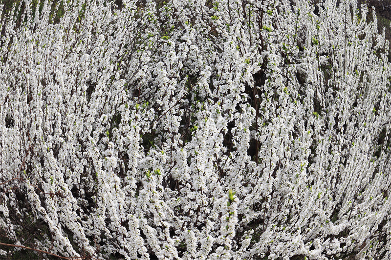 【原创】“花开中原 醉美孙沟”第十一届南阳西峡李花文化旅游节开幕_fororder_盛开的李花 摄影 王小军