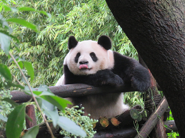 Sichuan Daxiangling Giant Panda Field Training and Release Base: Return Giant Pandas to Nature_fororder_图片 3