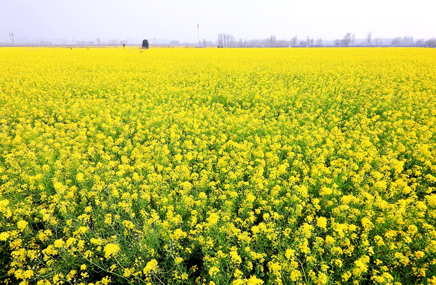 河南安阳：油菜花海 乐享春光