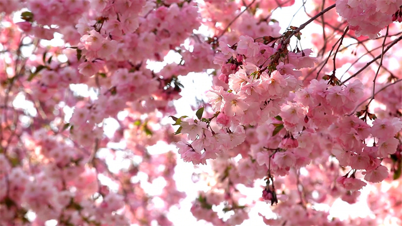 【原创】南阳镇平：十里晚樱花盛开 花团锦簇香四溢_fororder_花团锦簇香四溢 摄影 时君洋