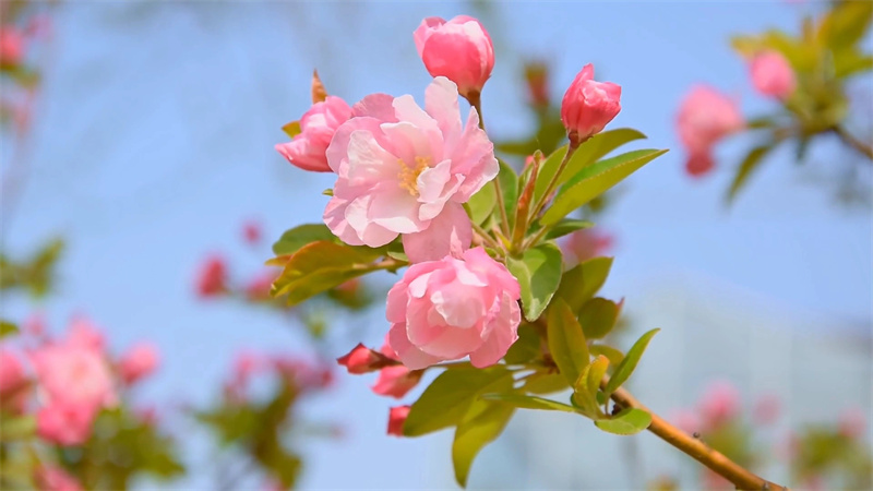 【原创】南阳镇平：十里晚樱花盛开 花团锦簇香四溢_fororder_樱花枝头俏 摄影 时君洋