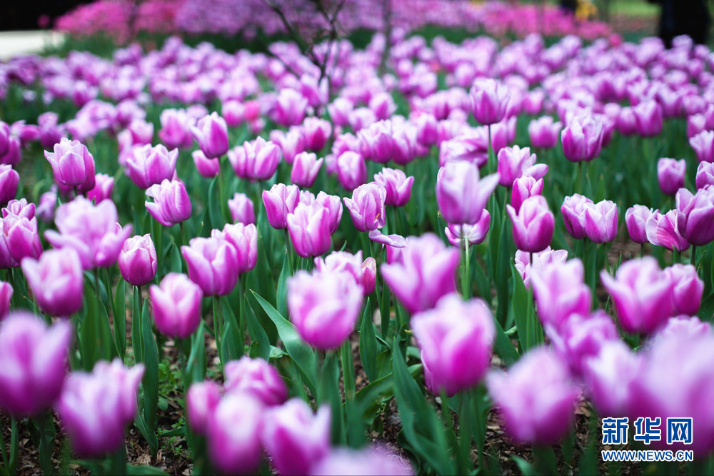 百万株郁金香花开重庆太寺垭森林公园