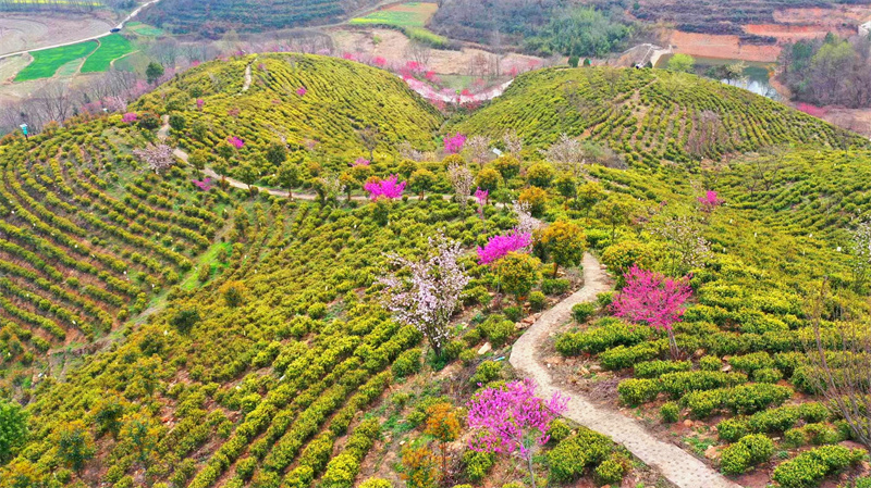 【原创】【春日“豫”新景】信阳市商城县：山花茶园相映美_fororder_茶园叠翠，山花争相绽放，花香四溢。