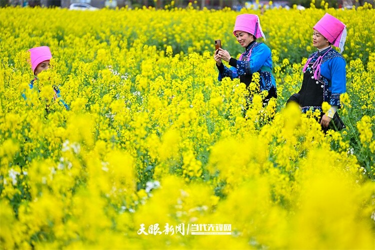 黔南贵定：金海雪山花开醉 赏春又遇好风光