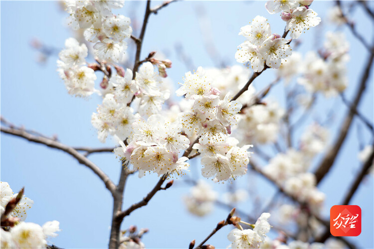 贵州纳雍：万亩樱桃花开引客来 “花海经济”带火乡村旅游