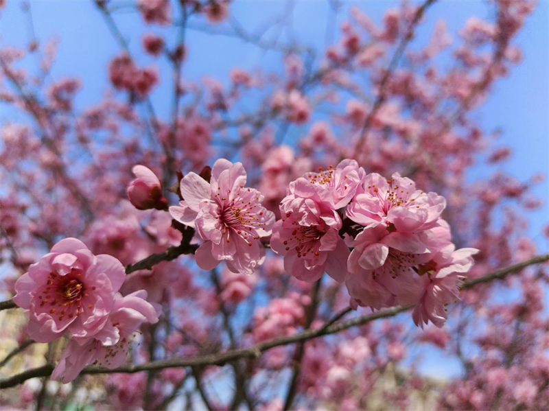 【原创】【春日“豫”新景】开封杞县：春暖花开季 赏花正当时_fororder_图片1