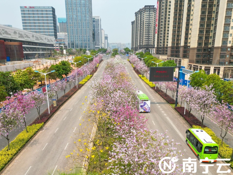 南宁：紫荆花开春色美 浪漫“花路”惹人醉