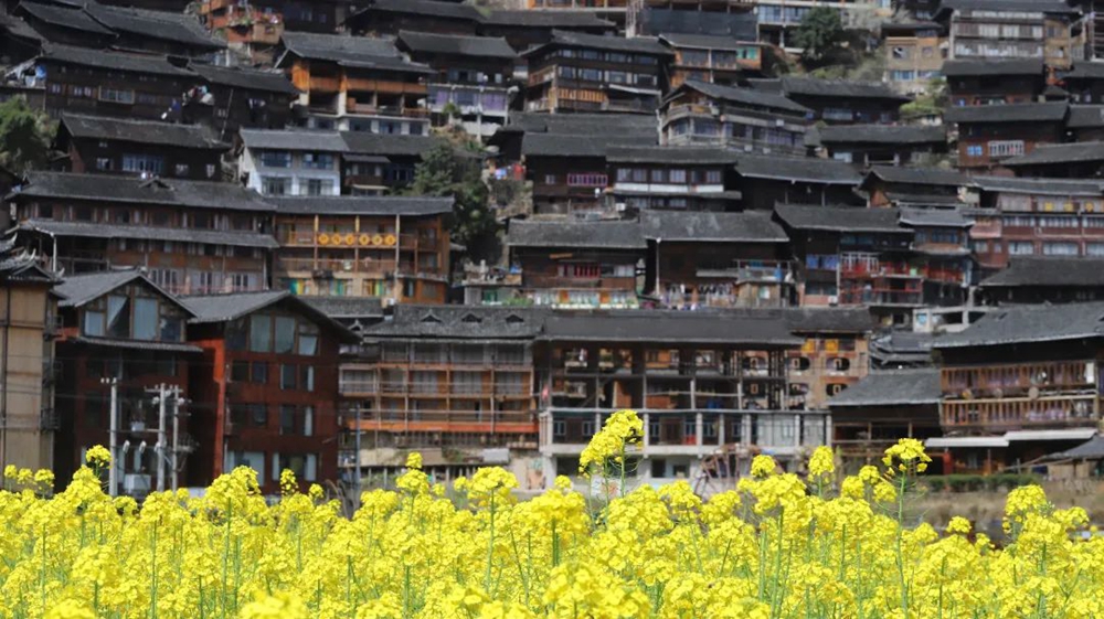 贵州西江千户苗寨：油菜花开春意浓 苗家姑娘入画中_fororder_微信图片_20230314150647