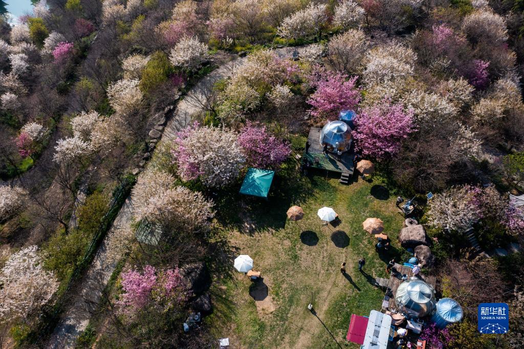 “赏花经济”助力乡村振兴