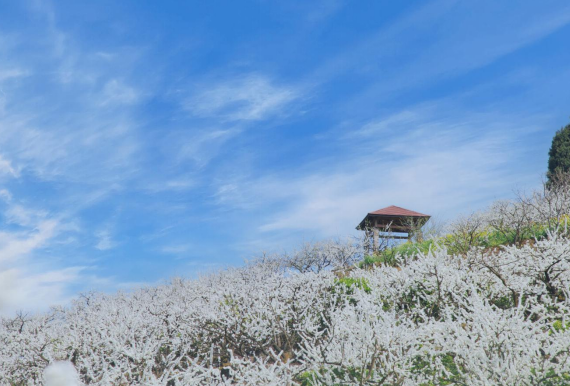 【原创】重庆渝北邀广大市民前来赏春日“雪景” 邂逅粉色浪漫_fororder_1