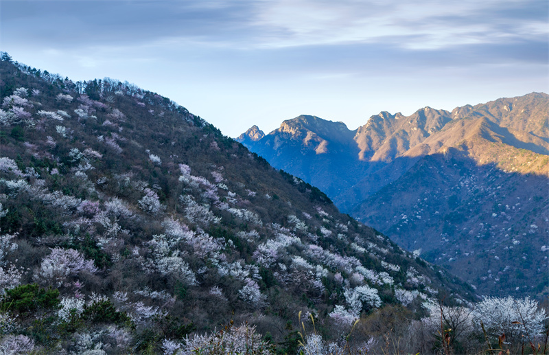 【春日“豫”新景】信阳商城：山花烂漫迎春来_fororder_金刚台山间的樱花，灿若繁星。余敦梅 摄 - 复件(1)