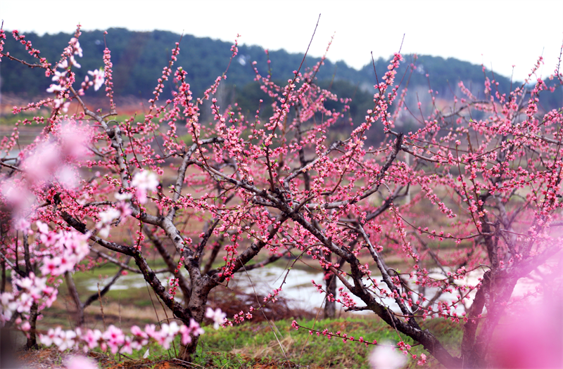 【原创】以花为媒 振兴乡村：信阳市光山县斛山乡第六届桃花文化节开幕_fororder_图片2