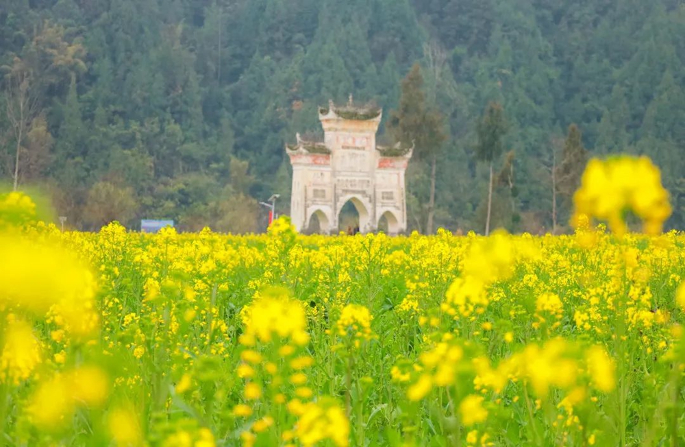 【多彩贵州•花漾中国】贵州遵义：“春日寻芳”踏青赏花好去处_fororder_微信图片_20230315115203