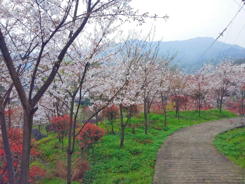 【多彩贵州•花漾中国】贵州遵义：“春日寻芳”踏青赏花好去处_fororder_微信图片_20230315115333