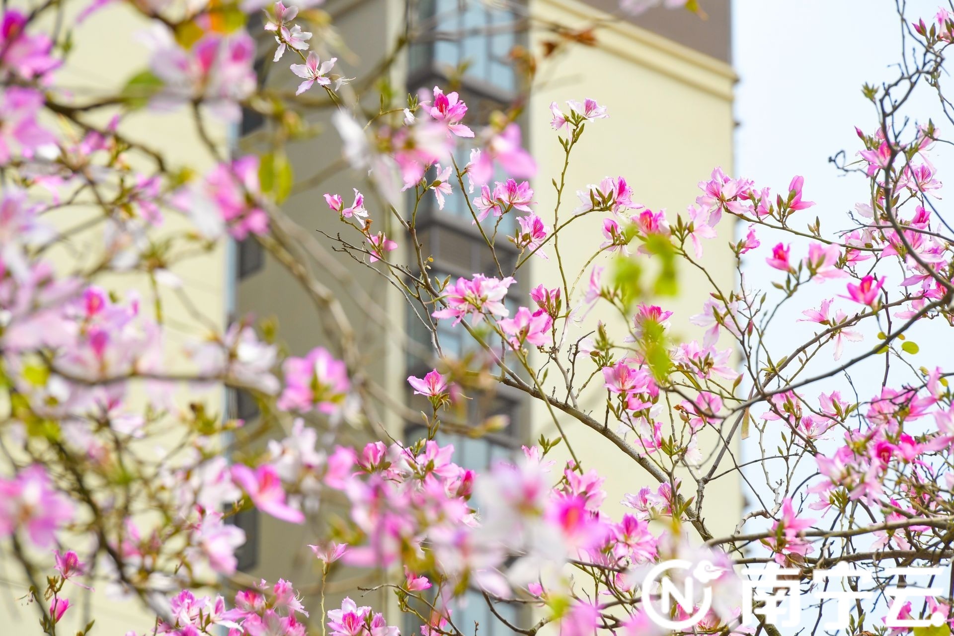 南宁：紫荆花开春色美 浪漫“花路”惹人醉