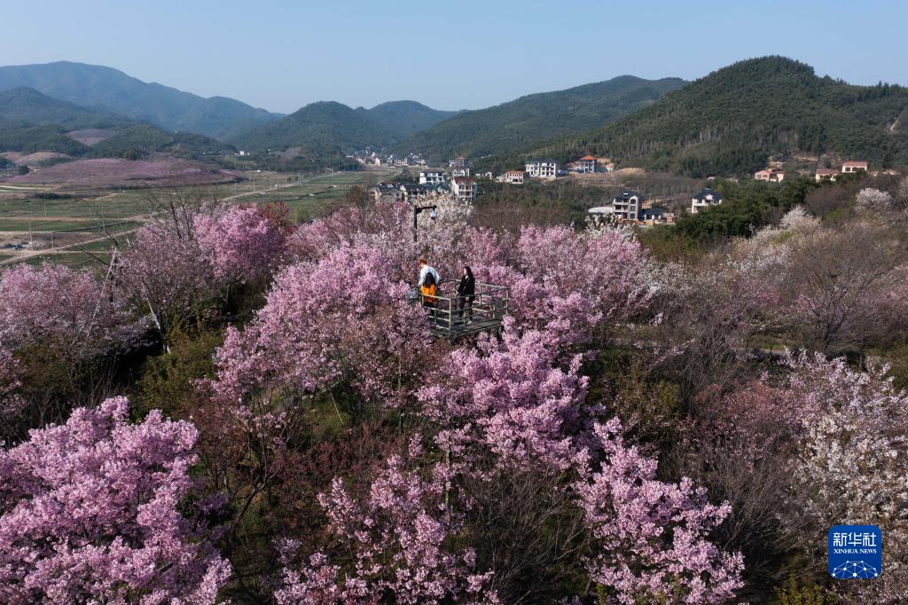 “赏花经济”助力乡村振兴